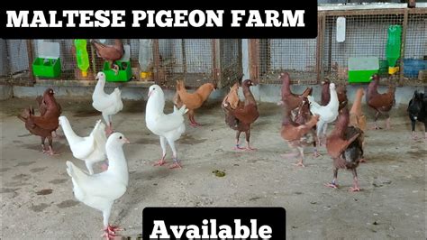 Maltese Pigeon Farm All pigeon available - YouTube