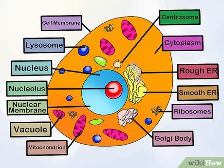 Simple Animal Cell Model