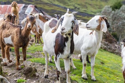 Indian Goat Breeds: A Comprehensive Information Guide