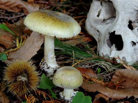 The world's deadliest mushroom grows here in B.C. - Vancouver Is Awesome