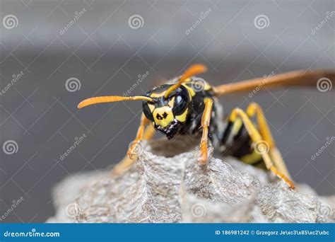 A Young Paper Wasp Queen Builds a Nest To Start a New Colony Stock ...