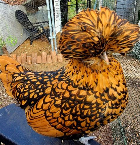 5 Chicken with Fluffy Head: A Whimsical Journey into the World of Adorable Poultry - Fauna Advice