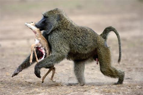 20 Interesting Baboon Facts