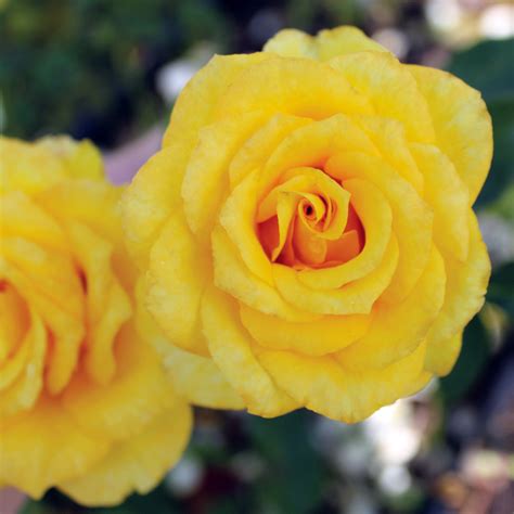 Rose, Grandiflora, Gold Medal, Grandiflora Roses: Edmunds' Roses