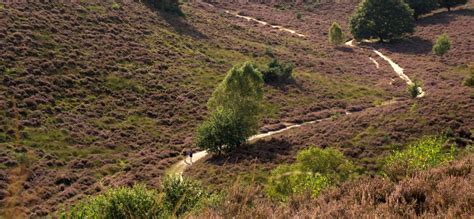 De Veluwe | Natuurmonumenten