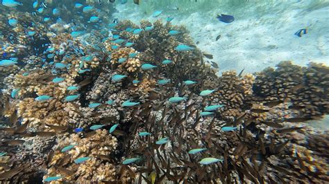 Snorkeling in the Blue Lagoon – Nanuya Lailai, Fiji - Wandering Walleye