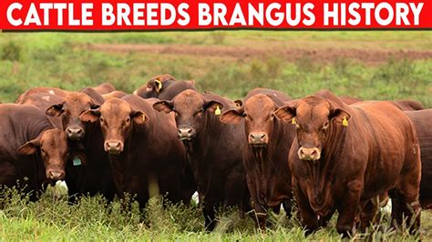 ⭕ Cattle Breeds Brangus History Brangus Cattle // Bulls - YouTube