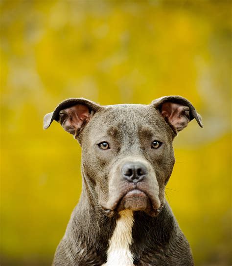 Blue Nose Pitbull Facts, Fun, Pros and Cons of a Blue Nosed Pup