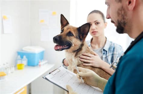 9 German Shepherd Ear Infection Symptoms Explained