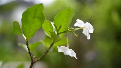 Jasmine Flower in Nature ,thailand Stock Footage Video (100% Royalty ...