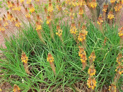 Bulbine frutescens Hallmark » Vivaio 98.3