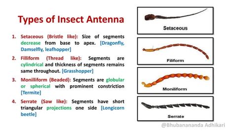 Insect Antennae | PPT