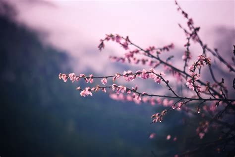 4K Cherry Blossom Wallpapers - Top Free 4K Cherry Blossom Backgrounds ...