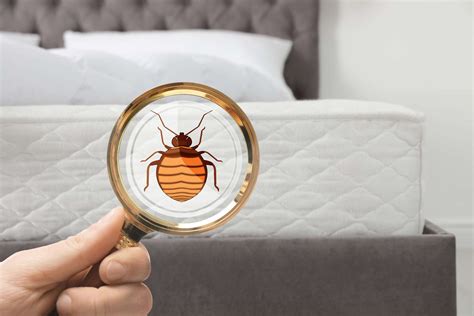 Bed bug inspection - Absolute Bed Bug Control