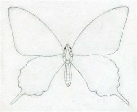 How To Draw A Butterfly ~ Mulberry