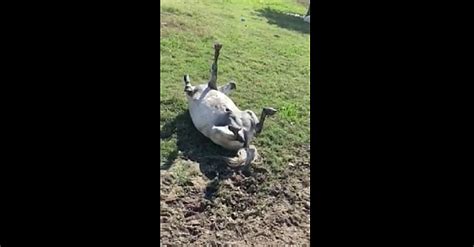 Woman Walks Out To Find Horse In 'Rigor Mortis.' What Happens Next Is Going Viral