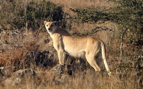 Rare Spotless Cheetah Sighted in Kenya | Animals beautiful, Wild cat species, Unusual animals