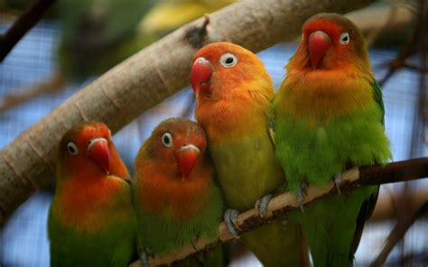 Lovebird wallpaper | Bird wallpaper, Love birds, Parrot