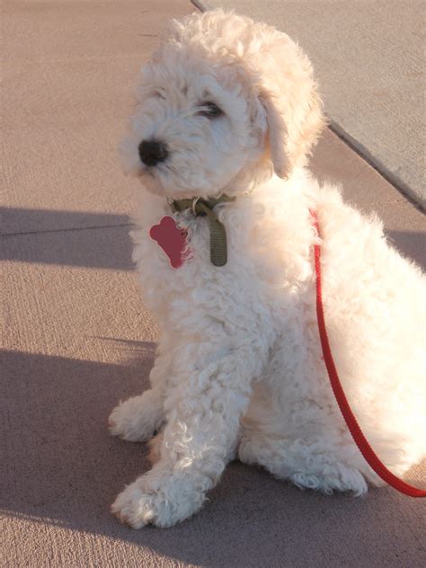 White Goldendoodle... They are growing on me | Goldendoodle puppy, Goldendoodle, Cute puppies