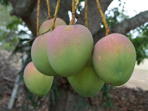 Mango Tree Grafting; Training; Pruning Techniques | Agri Farming