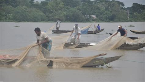 Indigenous fishes release record eggs in Halda - The Business Post