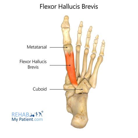 Extensor Hallucis Longus Origin And Insertion