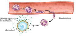 Diapedesis | definition of diapedesis by Medical dictionary