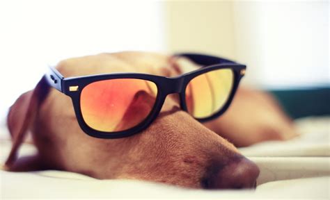 dog, Sunglasses Wallpapers HD / Desktop and Mobile Backgrounds