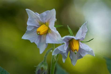 Nightshade Family: Solanaceae – picturesovertime.com