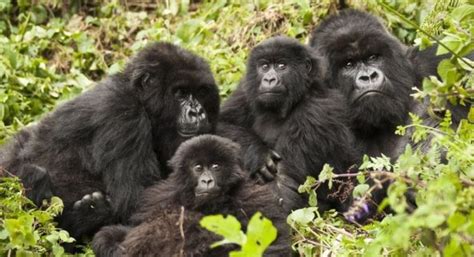 Mountain Gorilla families in Volcanoes National Park | Rwanda Safaris