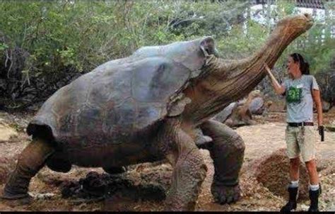 Aldabra giant tortoise