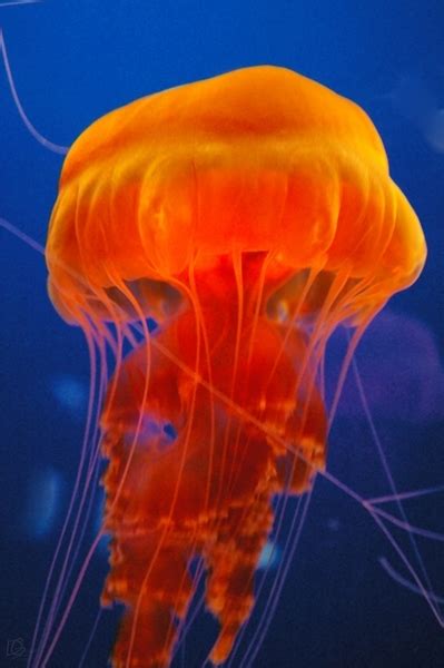 Orange Jellyfish I Free Shipping by Rainwolf, Photography