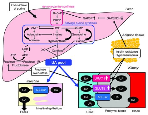 Possible molecular mechanisms for the development of hyperuricemia in ...