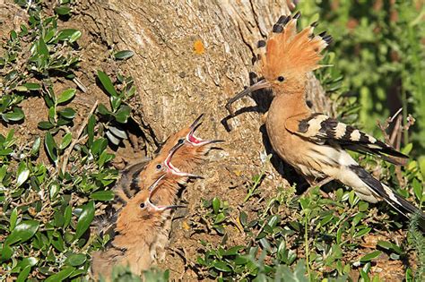 hoopoe - Animal Stock Photos - Kimballstock