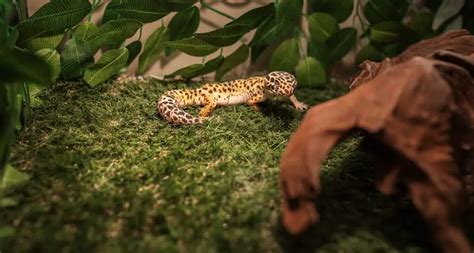 Leopard Gecko Heating And Lighting - Home Design Ideas