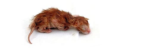 When to Cut The Umbilical Cord Of A Kitten – PandEcats