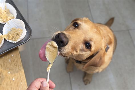 Is Xylitol Safe for Dogs?