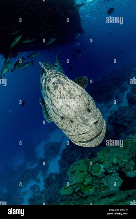 Giant Grouper, Great Barrier Reef, Queensland, Australia Stock Photo - Alamy