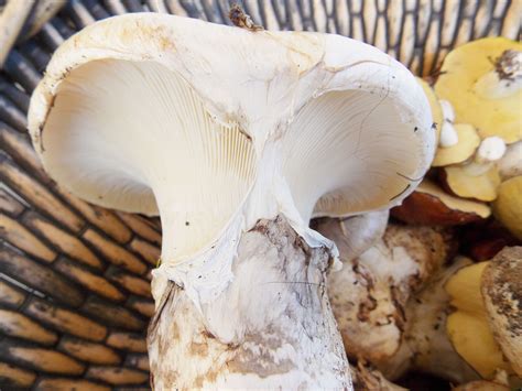 Pine Mushroom , Matsutake. | Stuffed mushrooms, Greens, Vegetables