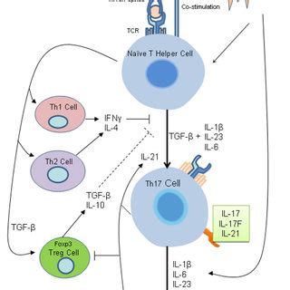 Th17 Cell Differentiation. Upon activation by antigen presenting cells,... | Download Scientific ...