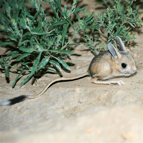 jerboa - Globe Trottin' Kids