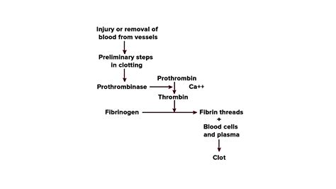 Coagulation Of Blood Flow Chart