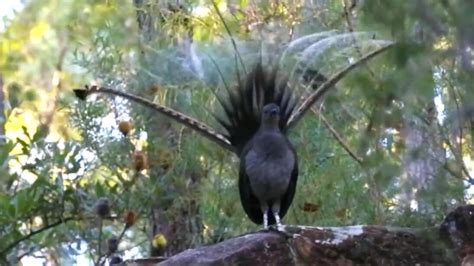 Lyrebird Bird Facts AZ Animals