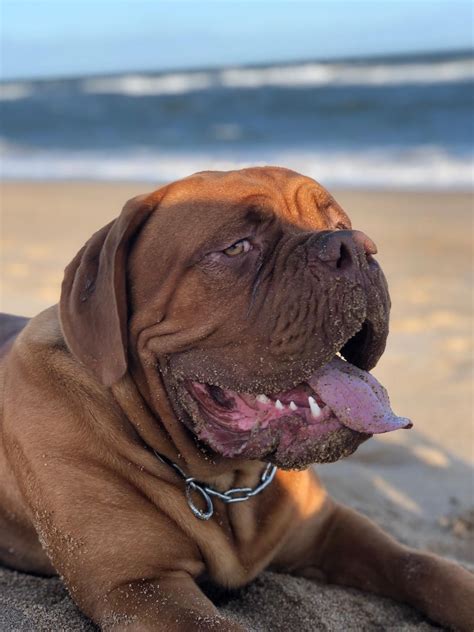 Pin by charlie c on Bingo | Mastiff dogs, Mastiff breeds, British mastiff