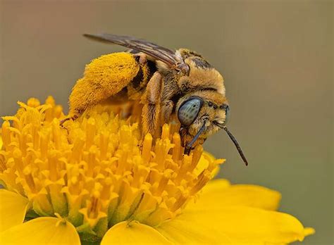 Bees thrive where it's hot and dry: A unique biodiversity hotspot located in North America