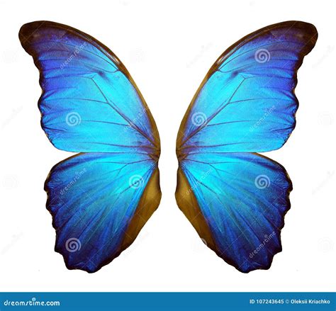 Morpho Butterfly Wings Isolated on a White Background. Stock ...