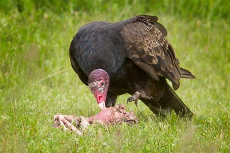 Turkey Vulture Eating Carrion | Mike Lascut Photography