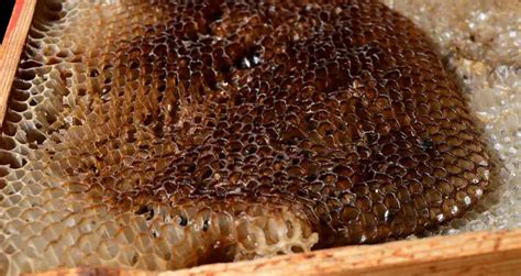 Why is My Honeycomb Black? | Beekeeping Insider