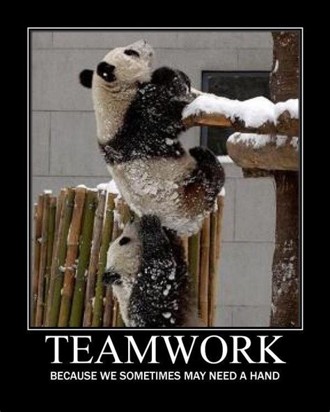 “TEAMWORK”的图片搜索结果 | Cute animals, Animals beautiful, Cute baby animals