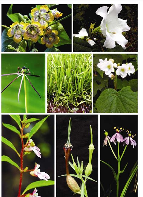 Biodiversity Plants